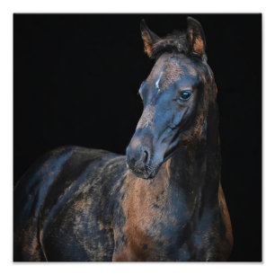 Foto Farm Foal & Horse Pictures de StarGazer