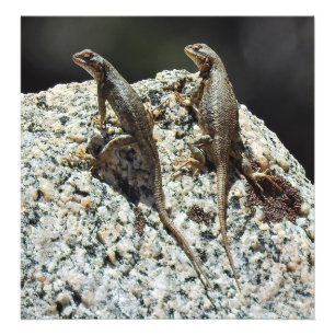 Foto Fauna, impresión de la foto, reptiles, lagartos