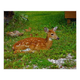 Foto fawn whitetail deer