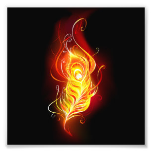 Foto Feather Peacock