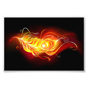 Foto Feather Peacock