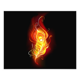 Foto Feather Peacock