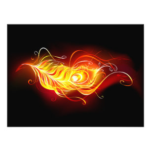 Foto Feather Peacock