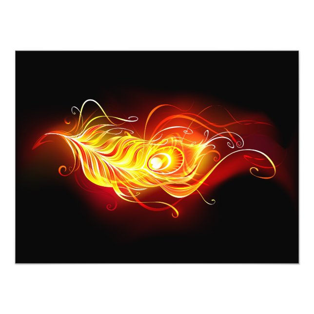 Foto Feather Peacock (Frente)