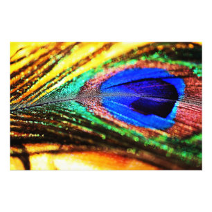 Foto Feather por Shirley Taylor