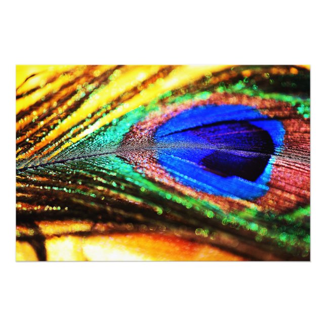 Foto Feather por Shirley Taylor (Frente)