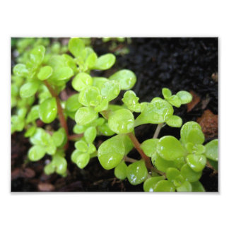 Foto Feliz Stonecrop