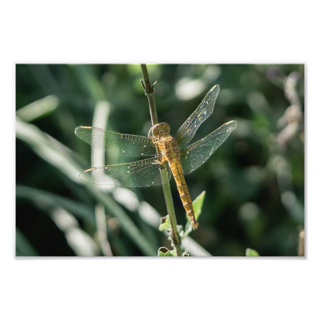 Foto Female Keeled Skimmer Dragonfly (Frente)