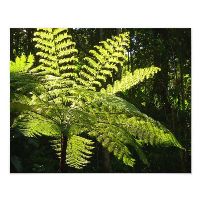 Foto Fern arbolado en la selva tropical (Frente)