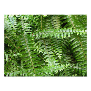 Foto Fern Fronds I Green Nature