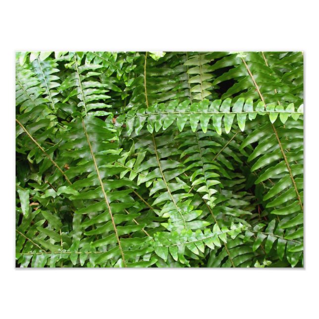 Foto Fern Fronds I Green Nature (Frente)