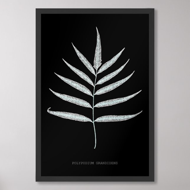 Foto Fern - Grandidenas de polipodio - Efecto de rayos  (Subido por el creador)