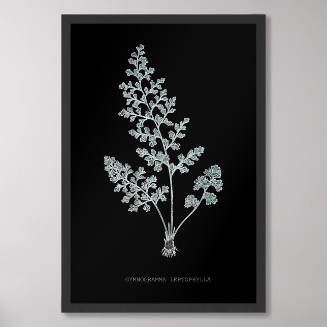 Foto Fern - Gymnogramma Leptophylla - Efecto de rayos X (Subido por el creador)