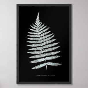 Foto Fern - Gymnogramma Villosa - Efecto de rayos X - 0