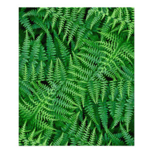Foto Ferns: Belleza en la naturaleza: