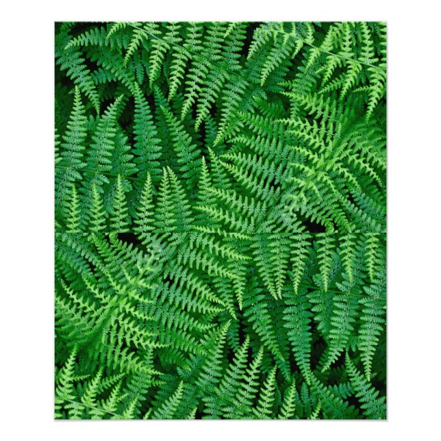 Foto Ferns: Belleza en la naturaleza: (Frente)
