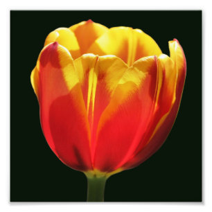 Foto Feroz Naranja amarillo Tulipán Flower Close Up 8x8