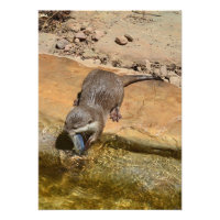 **"Festín Pondside: Un Otter y su atracción"**