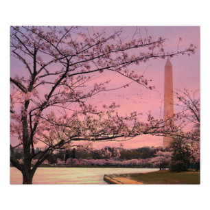 Foto Festival Washington Monument Cherry Blossom
