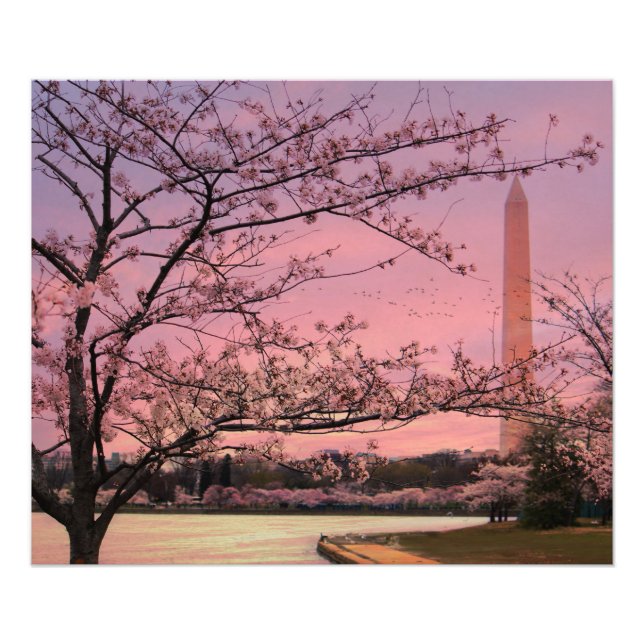 Foto Festival Washington Monument Cherry Blossom (Frente)