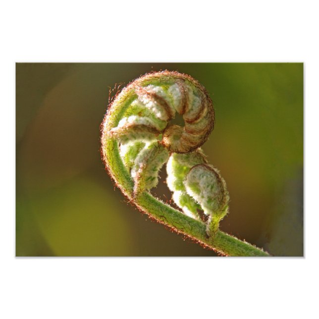 Foto Fiddlehead Fern (Frente)