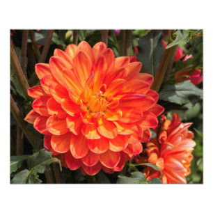 Foto Fiery Dahlia
