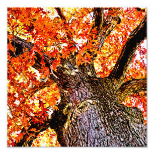 Foto Fiery Oak