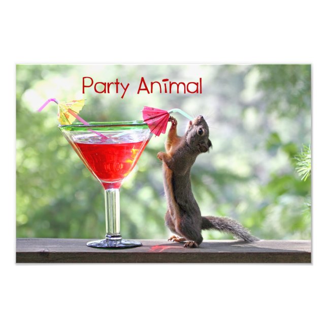 Foto Fiesta Animal Squirrel (Frente)