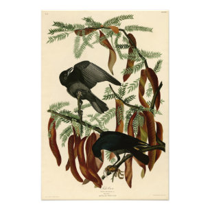 Foto Fish Crow de John James Audubon Birds of America