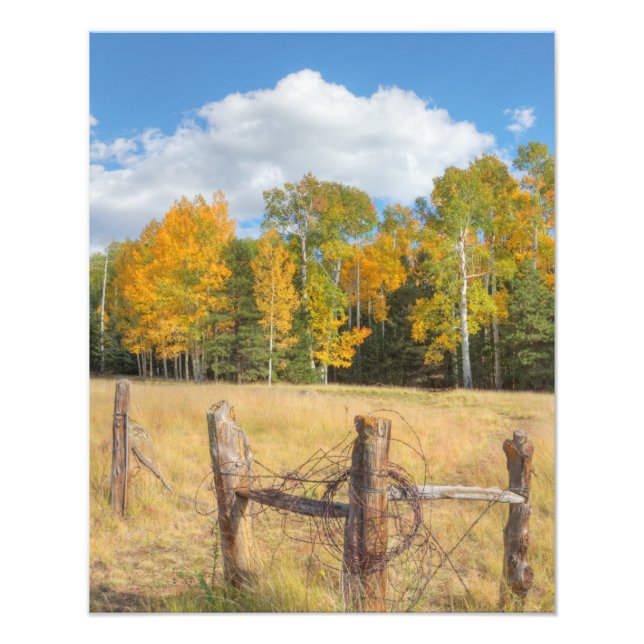 Foto Flagstaff meadow (Frente)