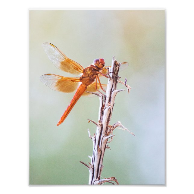 Foto Flame Skimmer Dragonfly on Agave (Frente)