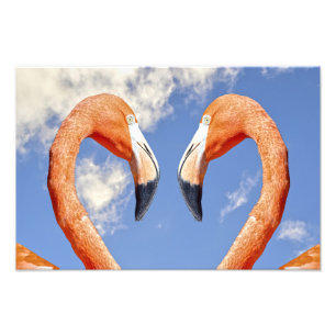 Foto flamenco del Caribe corazón de amor