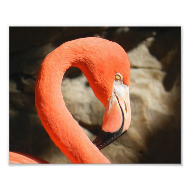 Foto Flamingo (Frente)