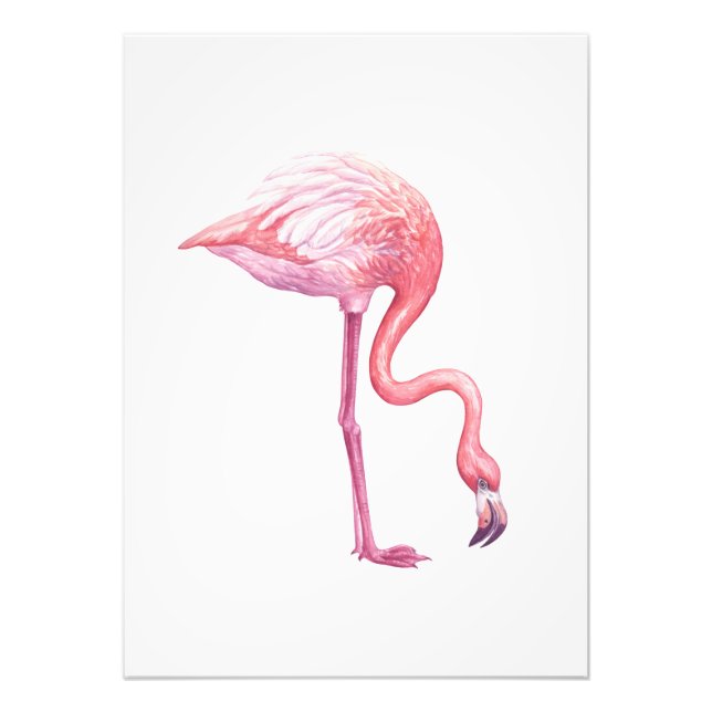 Foto Flamingo (Frente)
