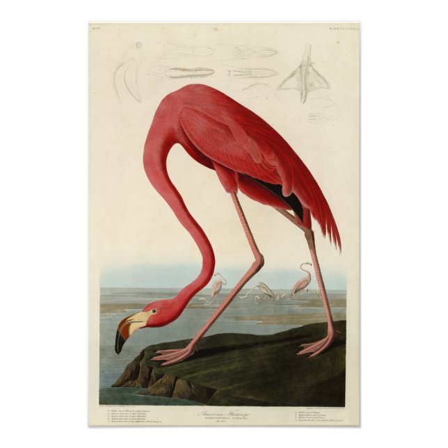 Foto Flamingo americano de los pájaros de los Estados U (Frente)