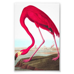 Foto Flamingo americano por John James Audubon