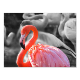 Foto Flamingo Bird Photography