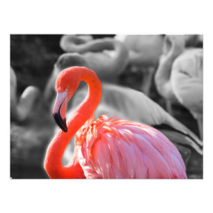 Foto Flamingo Bird Photography