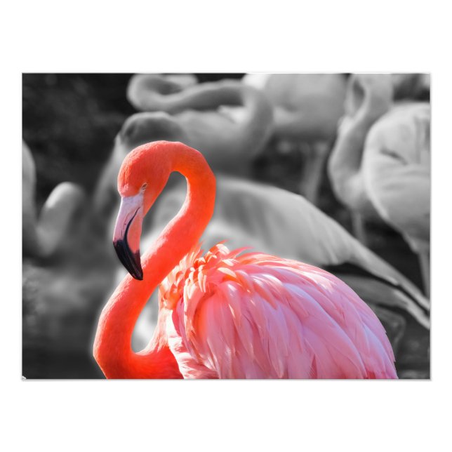 Foto Flamingo Bird Photography (Frente)