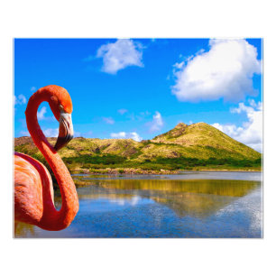 Foto Flamingo caribeño en St Kitts