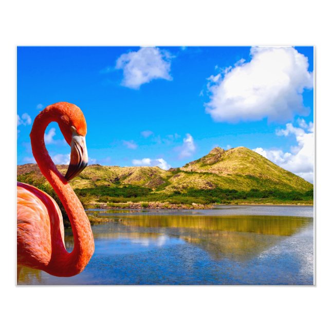 Foto Flamingo caribeño en St Kitts (Frente)