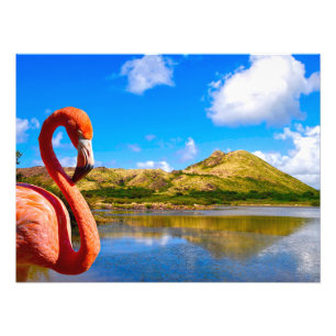 Foto Flamingo caribeño en St Kitts