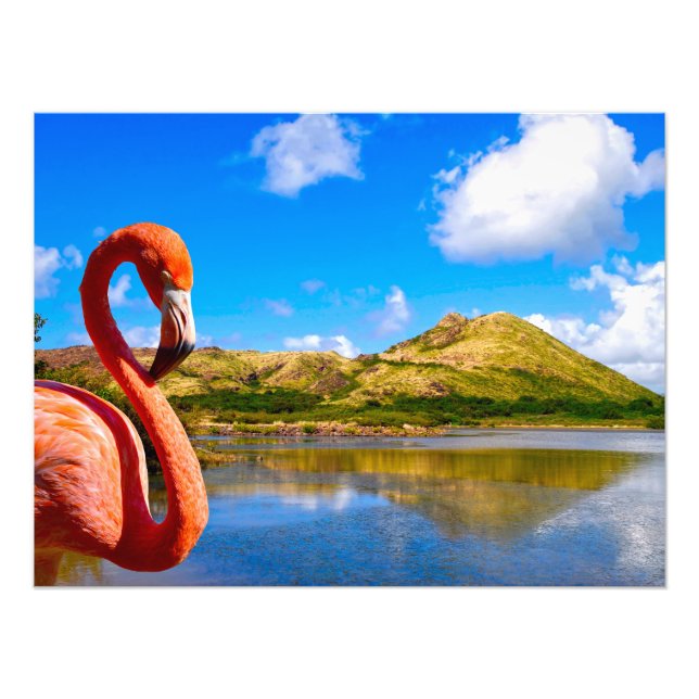 Foto Flamingo caribeño en St Kitts (Frente)