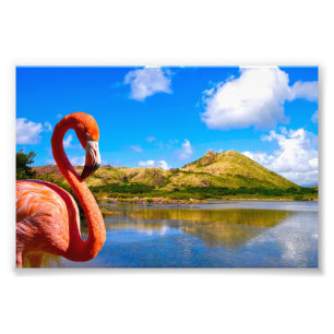 Foto Flamingo caribeño en St Kitts