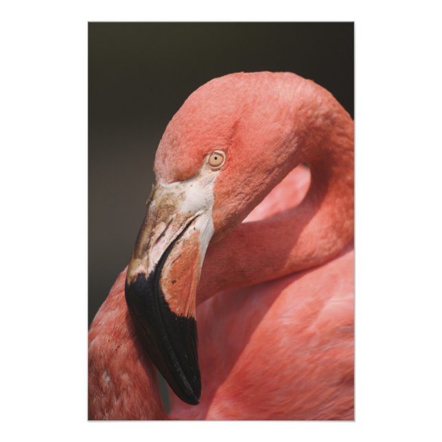 Foto Flamingo chileno, Phoenicopterus chilensis (Frente)