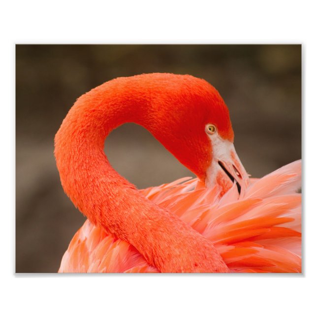 Foto Flamingo del Caribe (Frente)