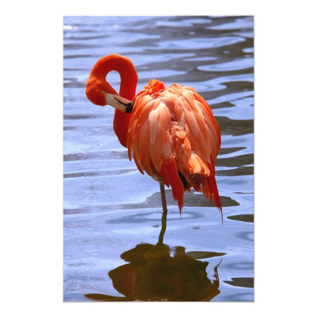Foto Flamingo en una pierna en el agua (Frente)