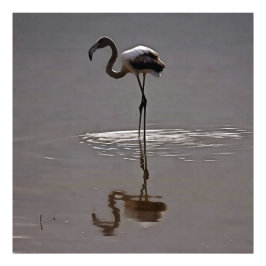 Foto Flamingo Juvenil En Gris Con Reflexión