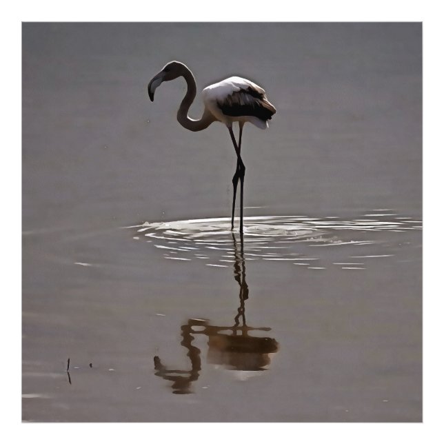 Foto Flamingo Juvenil En Gris Con Reflexión (Frente)
