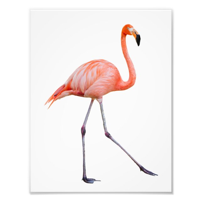 Foto Flamingo rosa (Frente)